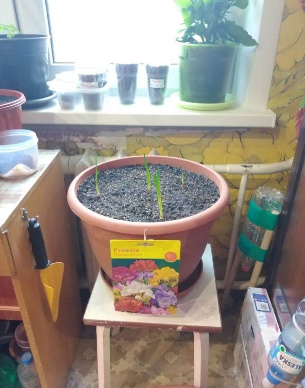 “Увидел лошадь и понял: хочу быть рядом всегда” Артур не слышит и не говорит, но смог найти общий язык с лошадьми и цветами