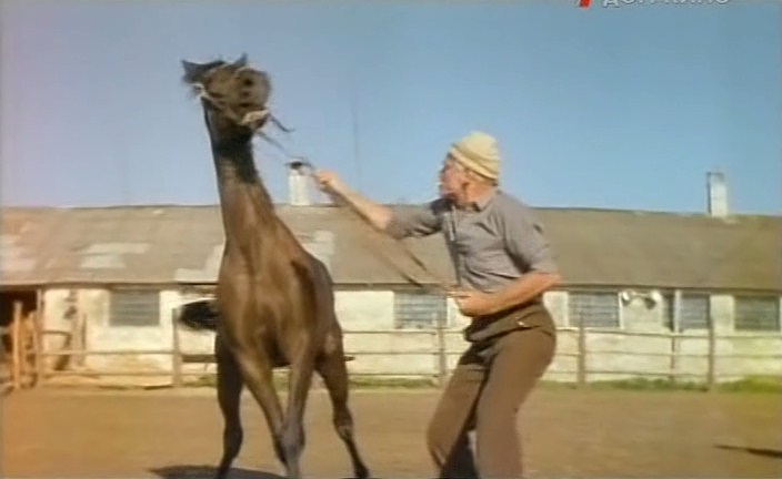 Бляск і галеча беларускай конегадоўлі. Коні прыносяць «золата», але на дах і вокны для іх грошай няма