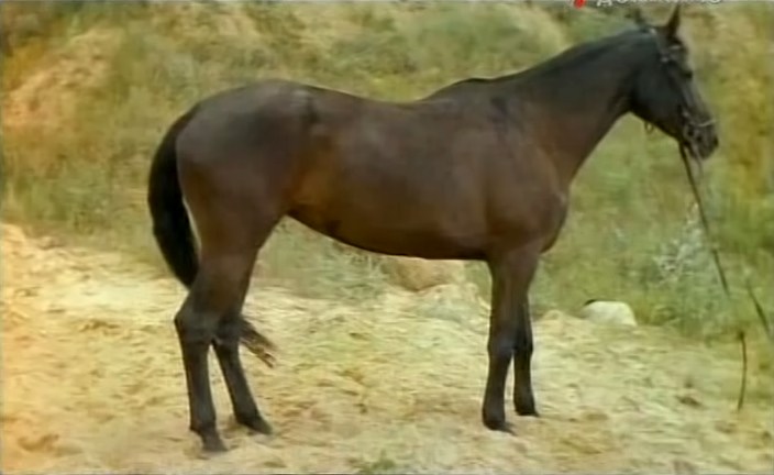 Бляск і галеча беларускай конегадоўлі. Коні прыносяць «золата», але на дах і вокны для іх грошай няма