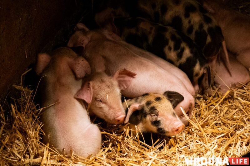Фотоистория про 22 поросенка. У хозяйки из Гродненской области свиноматка родила рекорд