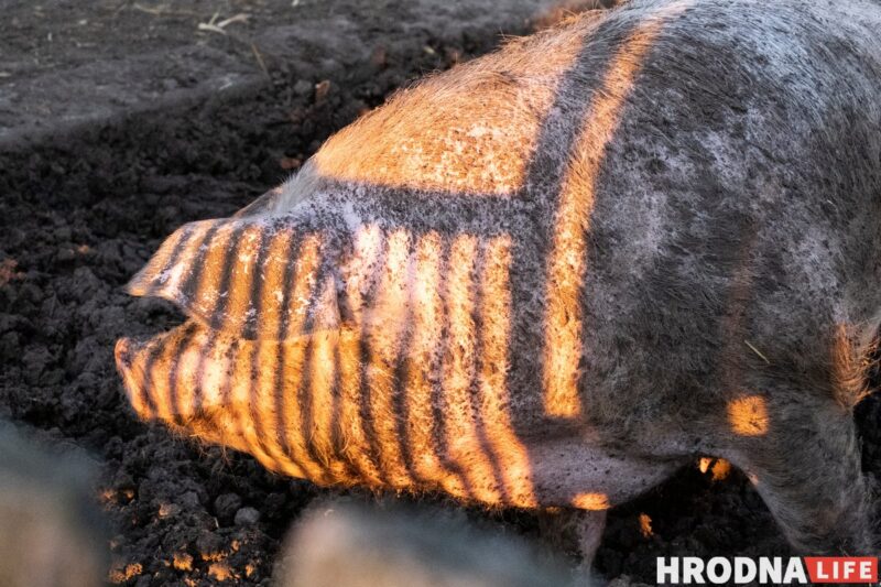 Фотоистория про 22 поросенка. У хозяйки из Гродненской области свиноматка родила рекорд