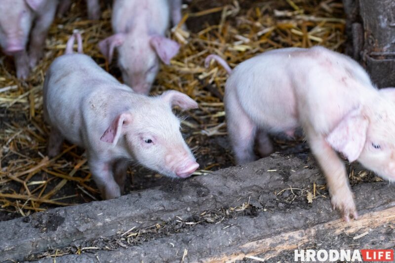 Фотоистория про 22 поросенка. У хозяйки из Гродненской области свиноматка родила рекорд