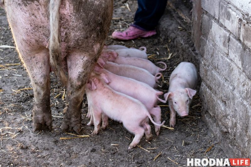 Фотоистория про 22 поросенка. У хозяйки из Гродненской области свиноматка родила рекорд
