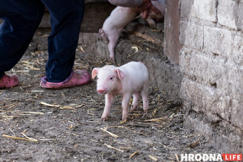 Фотоистория про 22 поросенка. У хозяйки из Гродненской области свиноматка родила рекорд