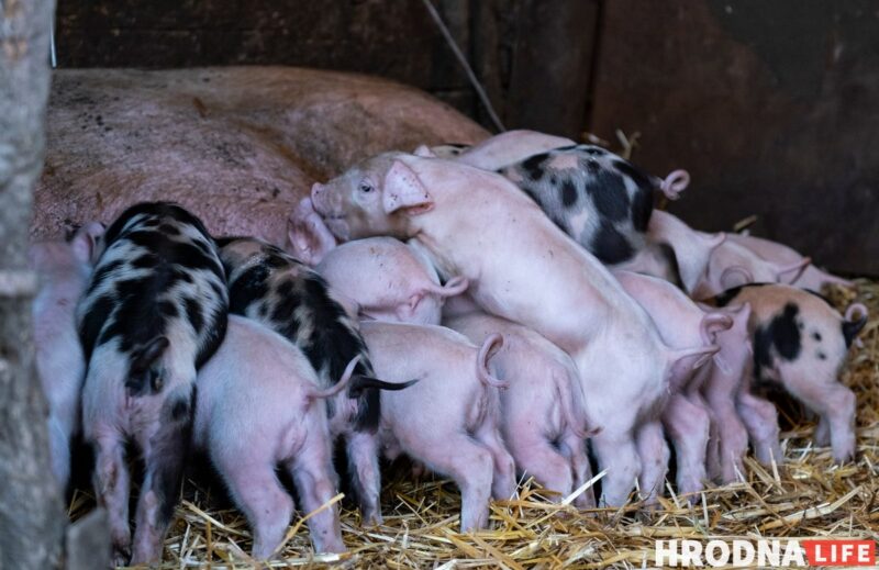 Фотоистория про 22 поросенка. У хозяйки из Гродненской области свиноматка родила рекорд