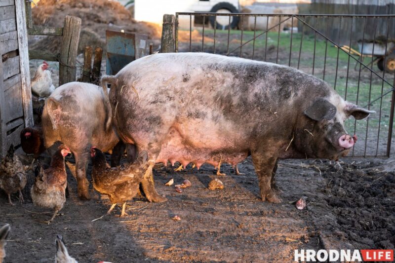 Фотоистория про 22 поросенка. У хозяйки из Гродненской области свиноматка родила рекорд