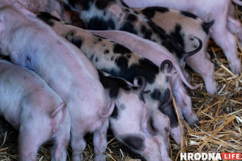 Фотоистория про 22 поросенка. У хозяйки из Гродненской области свиноматка родила рекорд