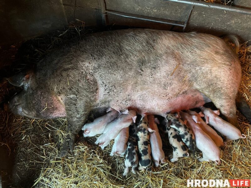 Фотоистория про 22 поросенка. У хозяйки из Гродненской области свиноматка родила рекорд