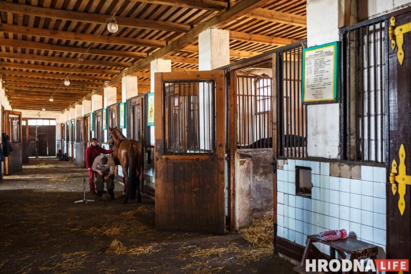 Бляск і галеча беларускай конегадоўлі. Коні прыносяць «золата», але на дах і вокны для іх грошай няма