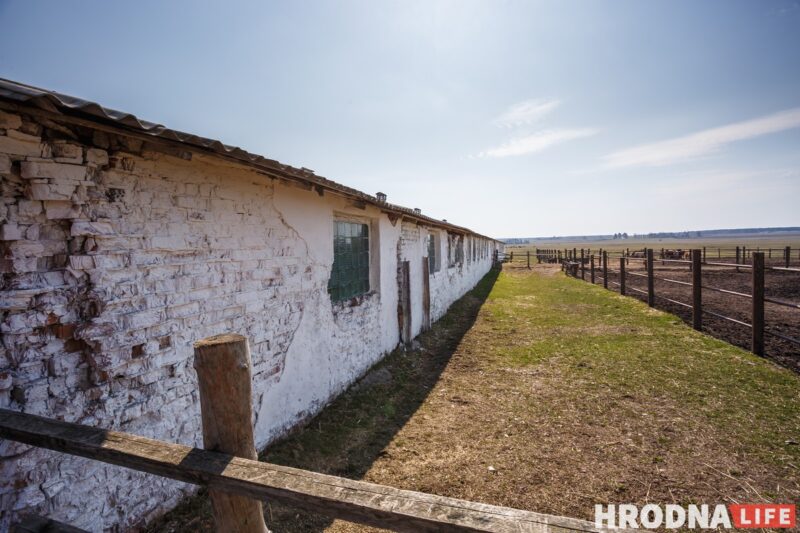 Бляск і галеча беларускай конегадоўлі. Коні прыносяць «золата», але на дах і вокны для іх грошай няма