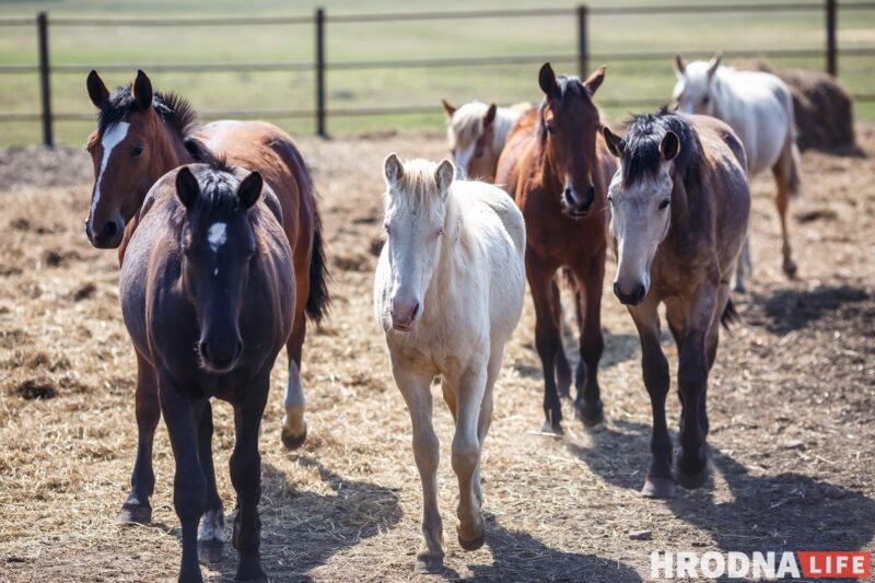 Бляск і галеча беларускай конегадоўлі. Коні прыносяць «золата», але на дах і вокны для іх грошай няма