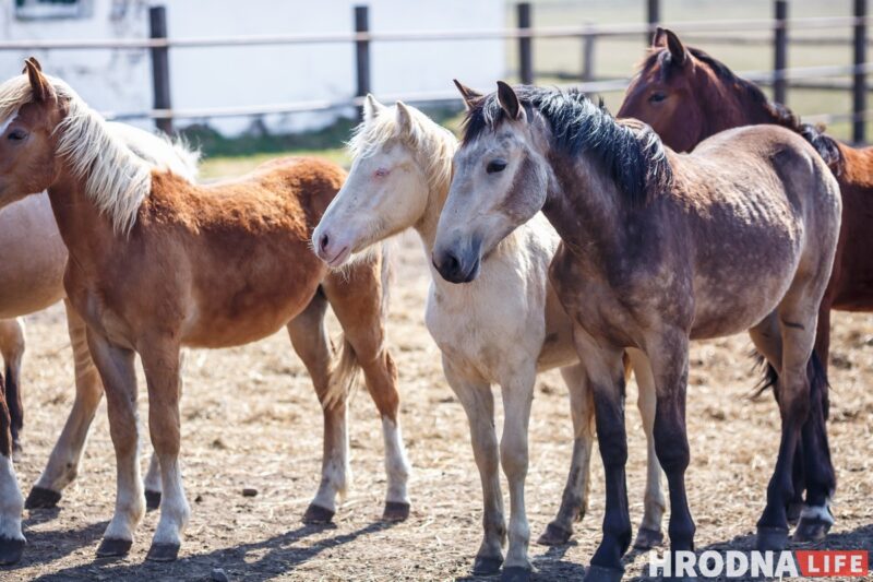 Бляск і галеча беларускай конегадоўлі. Коні прыносяць «золата», але на дах і вокны для іх грошай няма