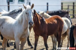 Блеск и нищета белорусского коневодства. Лошади приносят «золото», но на крышу и окна для них денег нет Блеск и нищета белорусского коневодства. Лошади приносят «золото», но на крышу и окна для них денег нет