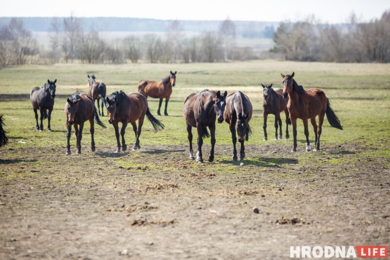 Бляск і галеча беларускай конегадоўлі. Коні прыносяць «золата», але на дах і вокны для іх грошай няма