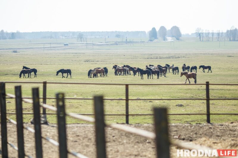 Бляск і галеча беларускай конегадоўлі. Коні прыносяць «золата», але на дах і вокны для іх грошай няма
