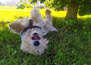 «Таблетки от жары ещё не придумали». Ветеринар рассказал, что сделать, чтобы ваш кот и пёс легче перенесли жару