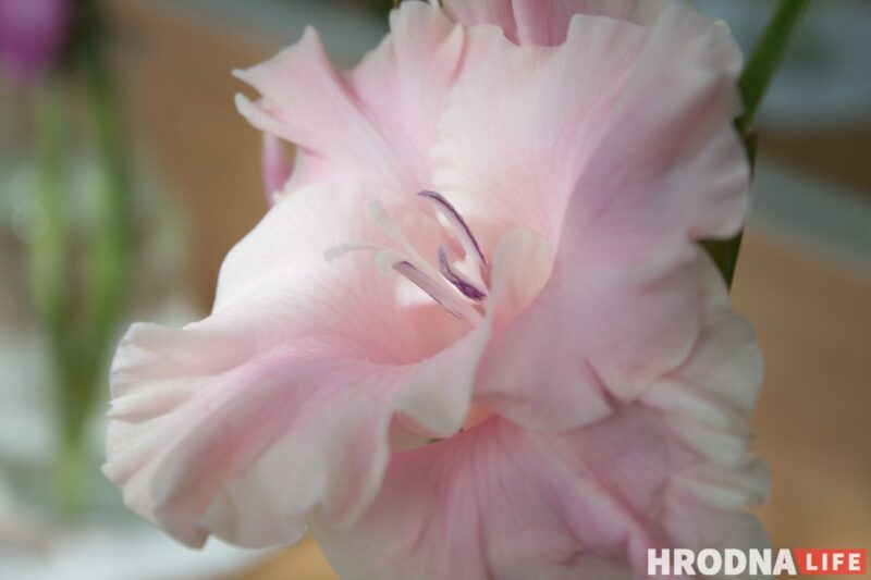 “Были бы Грушевые, занимались бы грушами”. Алла Квятковская рассказала, как выращивает 10 000 гладиолусов и почему любит “Свет далёкой звезды”