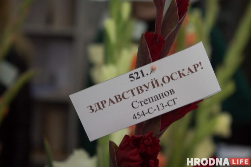 “Были бы Грушевые, занимались бы грушами”. Алла Квятковская рассказала, как выращивает 10 000 гладиолусов и почему любит “Свет далёкой звезды”