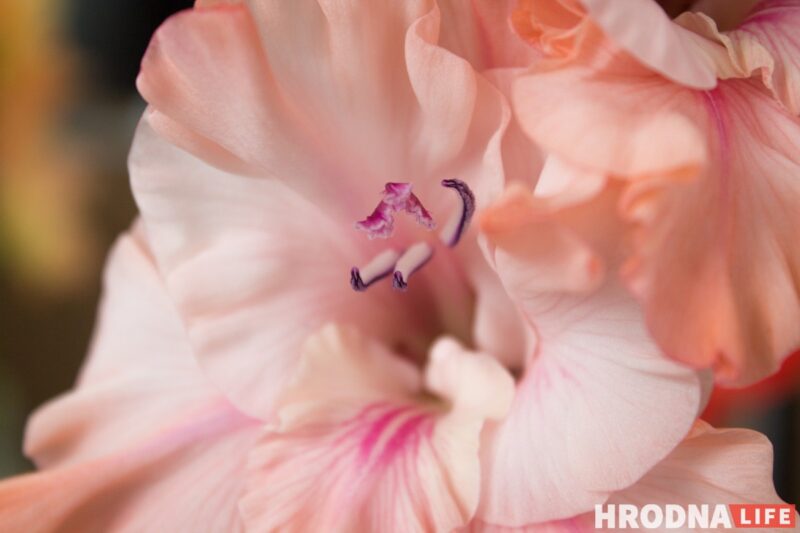 “Были бы Грушевые, занимались бы грушами”. Алла Квятковская рассказала, как выращивает 10 000 гладиолусов и почему любит “Свет далёкой звезды”