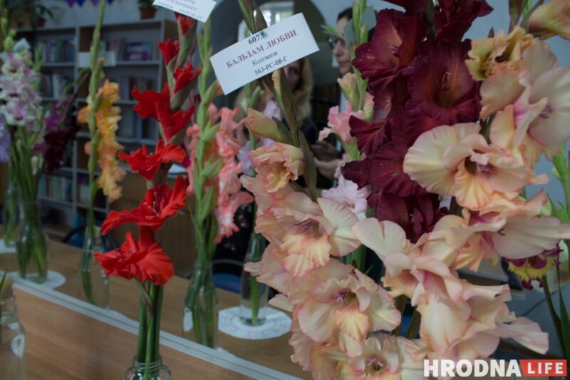 “Были бы Грушевые, занимались бы грушами”. Алла Квятковская рассказала, как выращивает 10 000 гладиолусов и почему любит “Свет далёкой звезды”