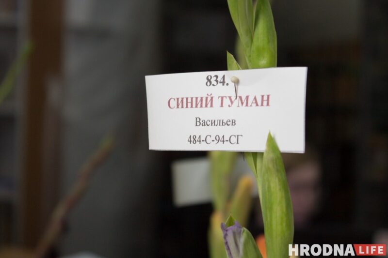 “Были бы Грушевые, занимались бы грушами”. Алла Квятковская рассказала, как выращивает 10 000 гладиолусов и почему любит “Свет далёкой звезды”