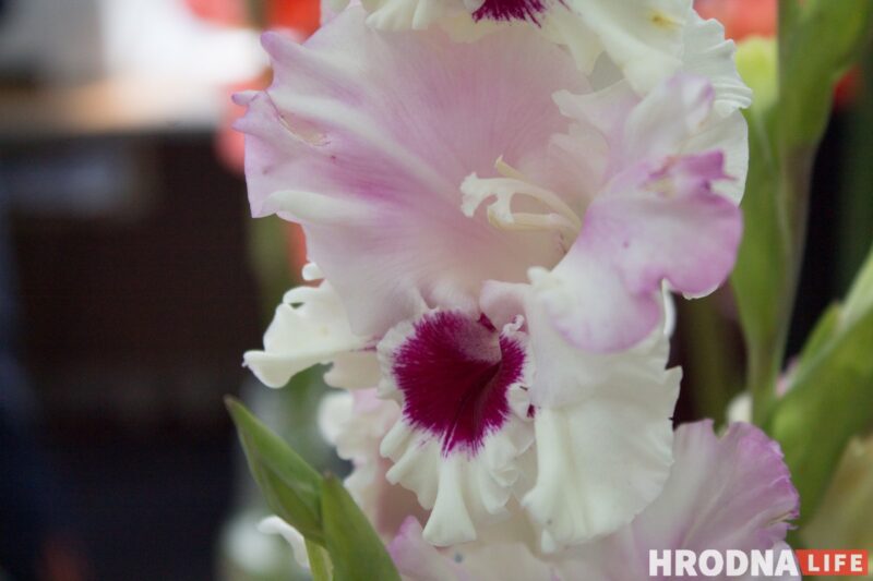 “Были бы Грушевые, занимались бы грушами”. Алла Квятковская рассказала, как выращивает 10 000 гладиолусов и почему любит “Свет далёкой звезды”