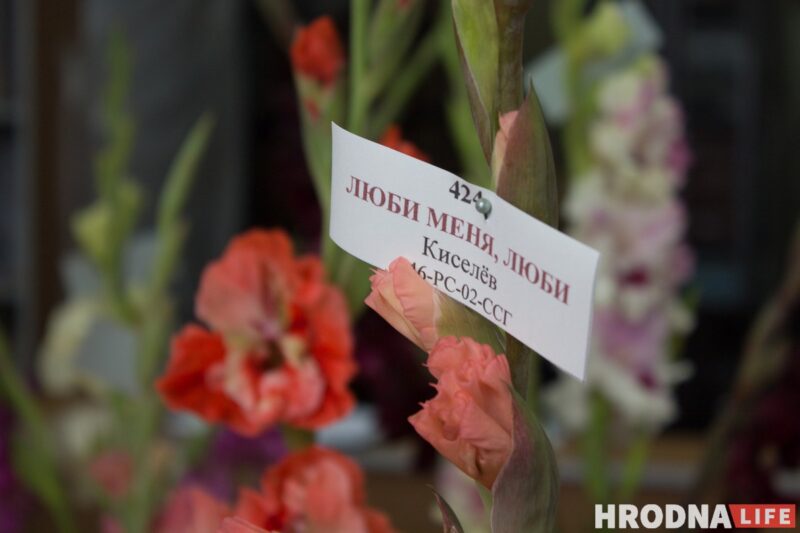 “Были бы Грушевые, занимались бы грушами”. Алла Квятковская рассказала, как выращивает 10 000 гладиолусов и почему любит “Свет далёкой звезды”