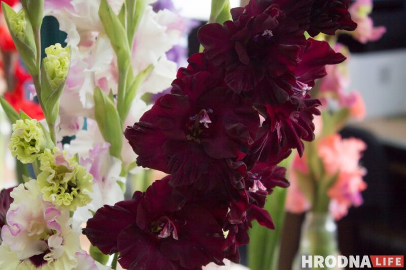 “Были бы Грушевые, занимались бы грушами”. Алла Квятковская рассказала, как выращивает 10 000 гладиолусов и почему любит “Свет далёкой звезды”