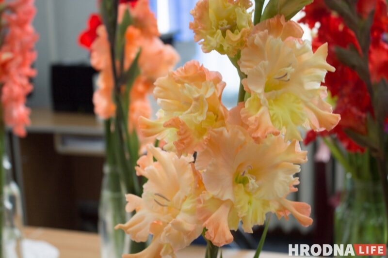 “Были бы Грушевые, занимались бы грушами”. Алла Квятковская рассказала, как выращивает 10 000 гладиолусов и почему любит “Свет далёкой звезды”