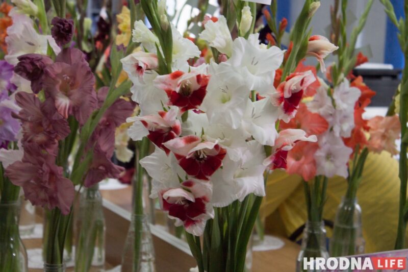 “Были бы Грушевые, занимались бы грушами”. Алла Квятковская рассказала, как выращивает 10 000 гладиолусов и почему любит “Свет далёкой звезды”