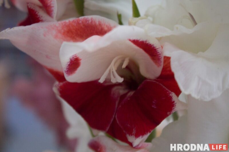 “Были бы Грушевые, занимались бы грушами”. Алла Квятковская рассказала, как выращивает 10 000 гладиолусов и почему любит “Свет далёкой звезды”