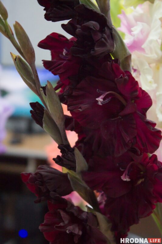 “Были бы Грушевые, занимались бы грушами”. Алла Квятковская рассказала, как выращивает 10 000 гладиолусов и почему любит “Свет далёкой звезды”