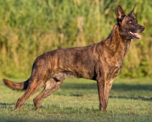 Сморгонские пограничники купят служебную овчарку. Сколько она стоит?
