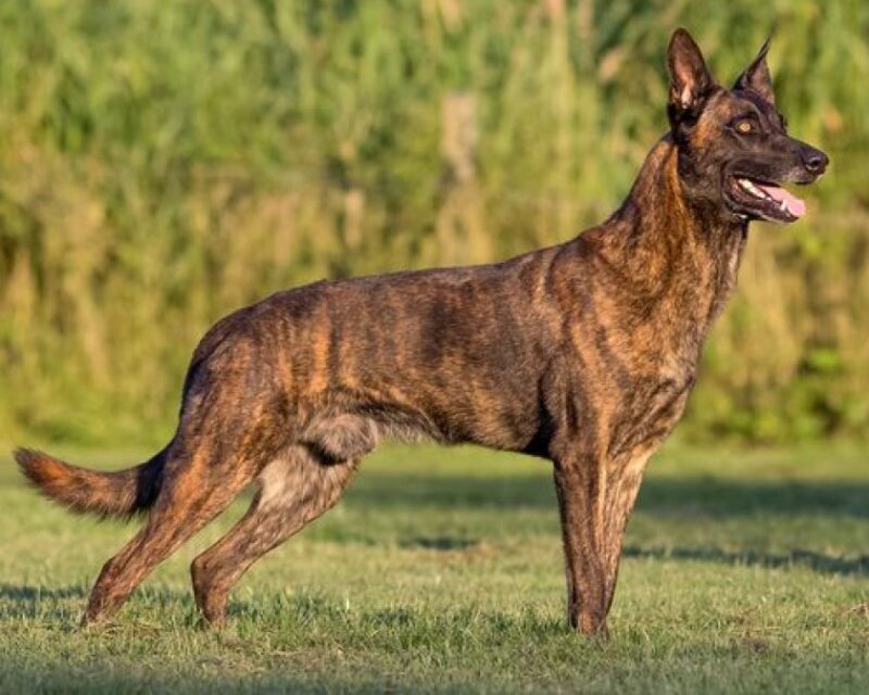Сморгонские пограничники купят служебную овчарку. Сколько она стоит? Сморгонские пограничники купят служебную овчарку. Сколько она стоит?