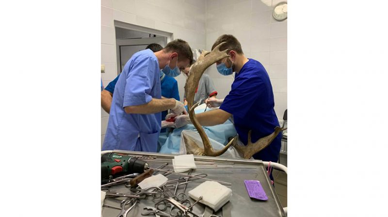 “Если бы сразу помогли, был бы шанс”. Лань, сбитая в Гродно, умерла