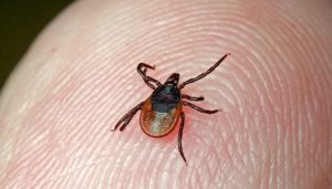 В Гродно в ноябре проведут обработку от клещей: зоны отдыха лучше не посещать
