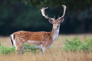 “Перелом коснулся локтевого сустава "пациента"”. Ветеринар рассказал, как прошла операция у лани, сбитой в Гродно “Перелом коснулся локтевого сустава "пациента"”. Ветеринар рассказал, как прошла операция у лани, сбитой в Гродно