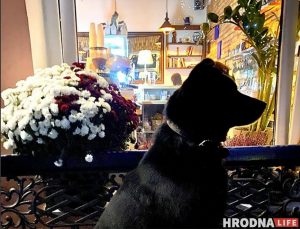 “У него нет дома, но есть инстаграм”. Бездомный пес Барон из Гродно рассказывает о своей жизни в соцсетях “У него нет дома, но есть инстаграм”. Бездомный пес Барон из Гродно рассказывает о своей жизни в соцсетях