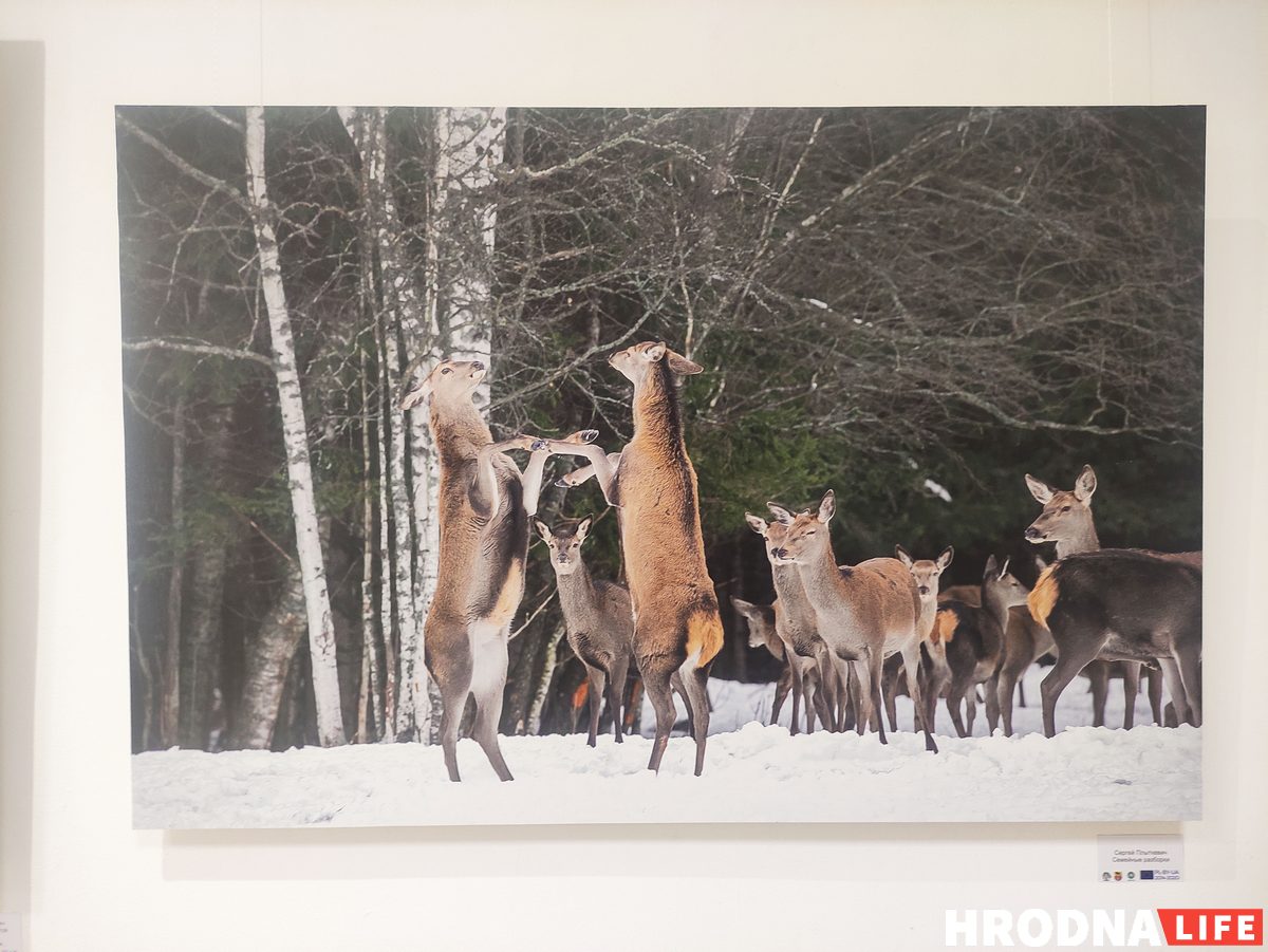 В Гродно открыли польско-белорусскую выставку о пущах. С ее помощью планируют развивать туризм