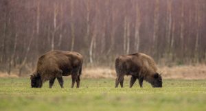 В Беловежской пуще за два дня погибли 23 зубра. Большая часть из них провалилась под лед озера