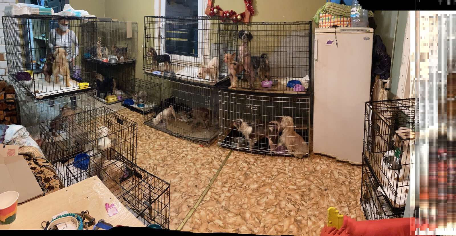 Владелицу скандального питомника под Кореличами наказали штрафом. Но не за жестокое обращение с животными Владелицу скандального питомника под Кореличами наказали штрафом. Но не за жестокое обращение с животными