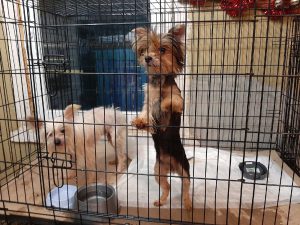 Гродненка удивилась регистрационному жетону для собаки — владельцы спорят о его пользе и удобстве питомник Кореличи собаки