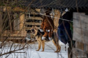 12 лет назад был уважаемый питомник. Что известно о заводчице собак, державшей в страхе деревню под Кореличами