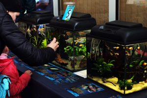 Больше 80 аквариумов и релакс-зона. В Гродно пройдет выставка аквариумных рыб со всего мира Больше 80 аквариумов и релакс-зона. В Гродно пройдет выставка аквариумных рыб со всего мира