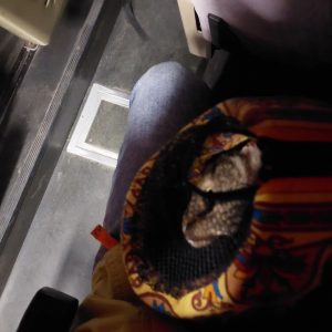 Эвакуировали котов и проверяли бомбоубежище. Как жители Украины прожили первые дни войны?