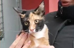 Взяла бесплатно, пыталась продать как породистую. Как гродненка пыталась заработать на кошке Взяла бесплатно, пыталась продать как породистую. Как гродненка пыталась заработать на кошке