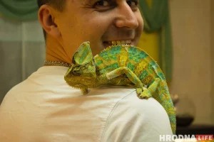 "Кто-то кого-то всегда может съесть". Как гродненец держит дома экзотических животных экзотические животные хамелеон дома Гродно