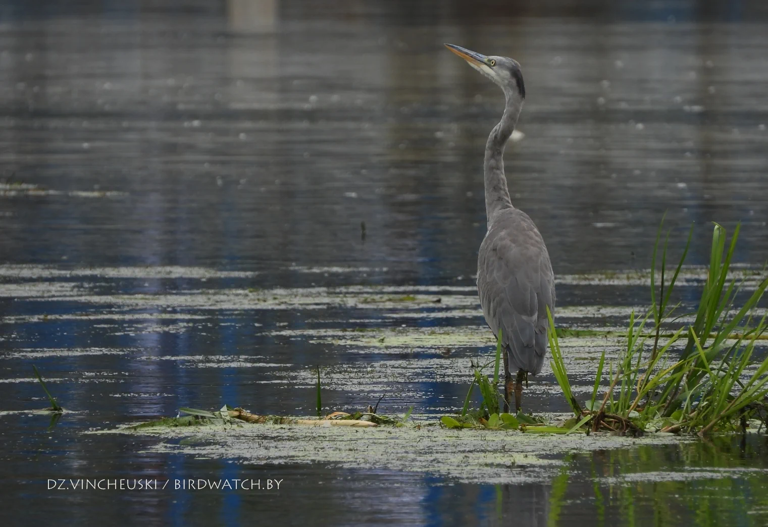 Ушастая сова и зимородок. Топ-9 интересных птиц, которых можно понаблюдать в Гродно