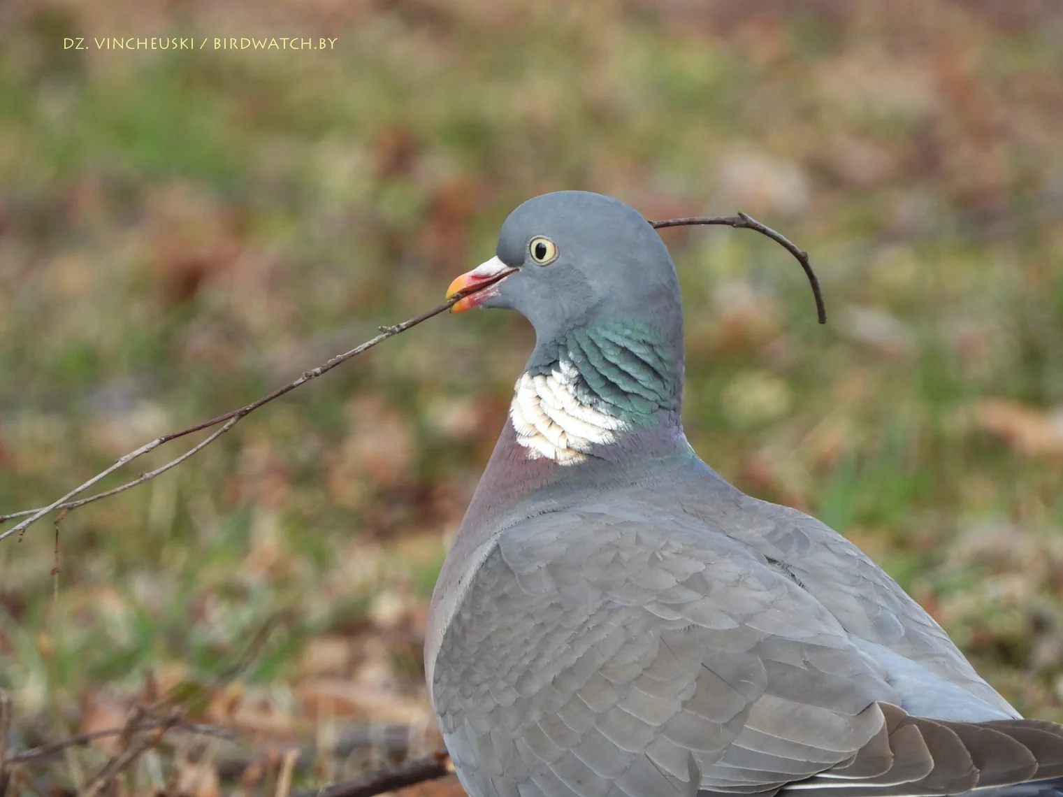 Ушастая сова и зимородок. Топ-9 интересных птиц, которых можно понаблюдать в Гродно