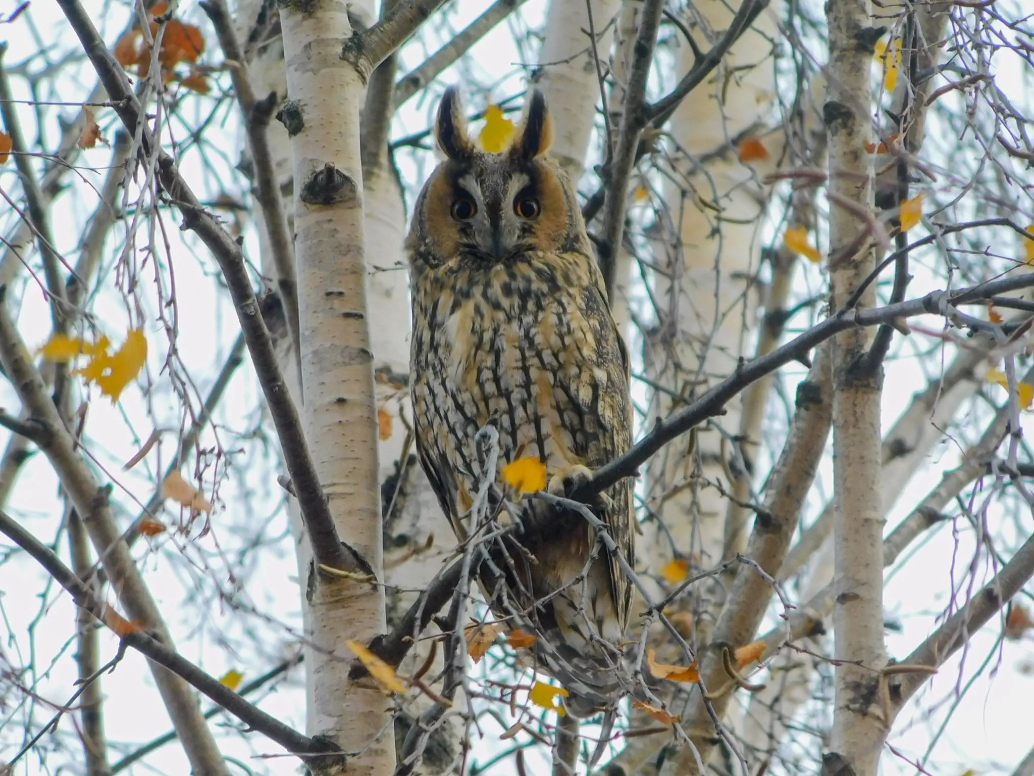 Ушастая сова и зимородок. Топ-9 интересных птиц, которых можно понаблюдать в Гродно